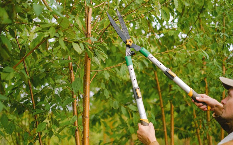 Tree trimming in Elgin, OR